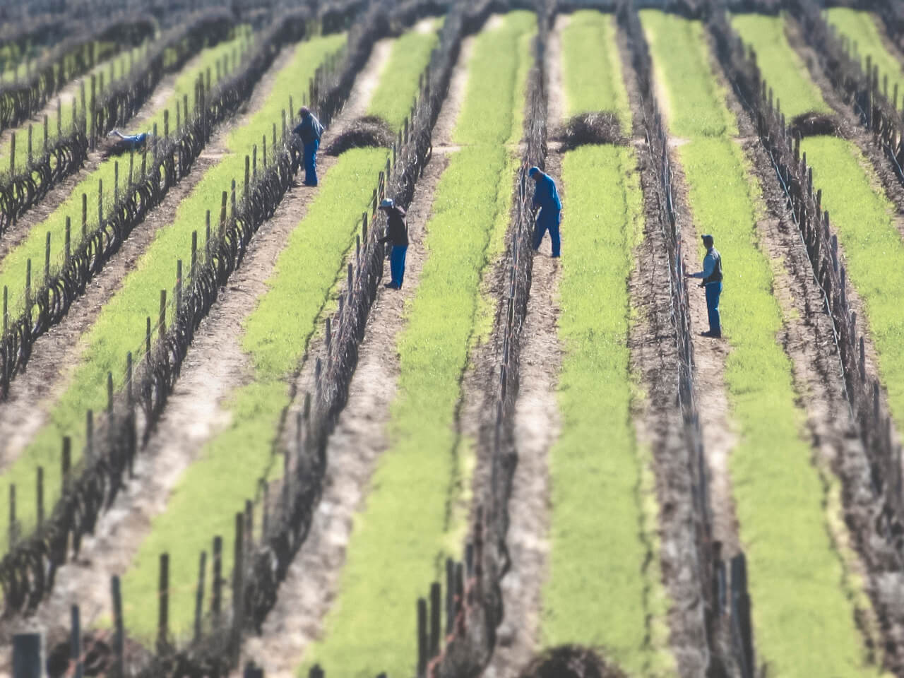 Ridgeback_winter pruning-